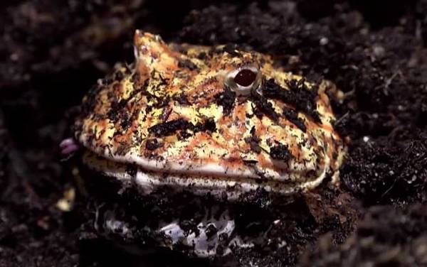 角蛙是什么动物?