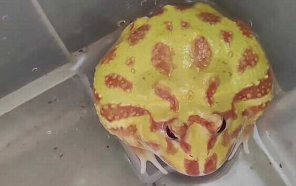 角蛙是什么动物?