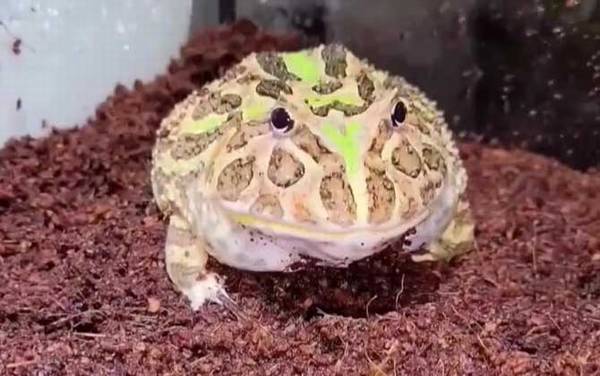角蛙是什么动物?