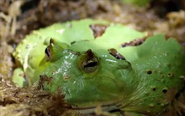 角蛙吃什么食物?