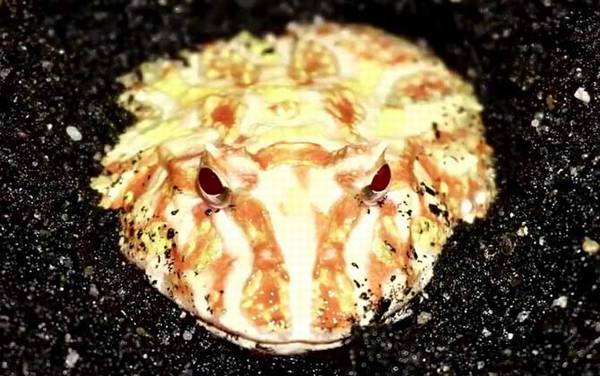 角蛙吃什么食物?