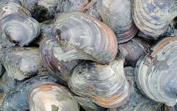 河蚌是什么动物?