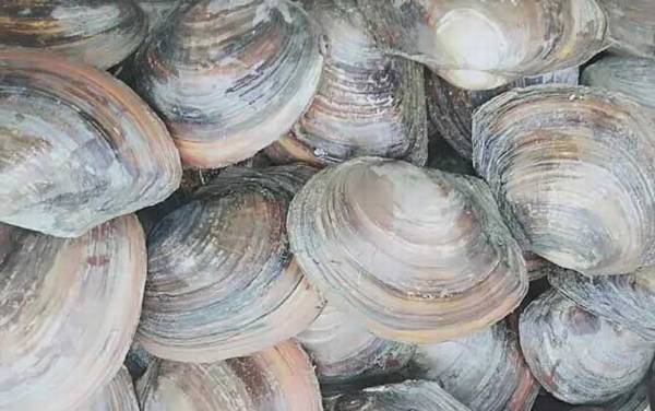 河蚌是什么动物?