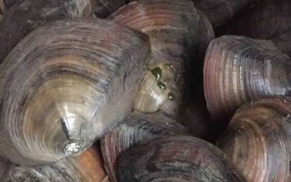 河蚌吃什么食物?