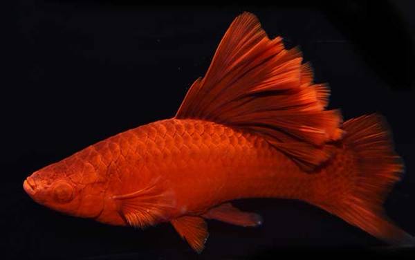 高旗红箭鱼是什么鱼?