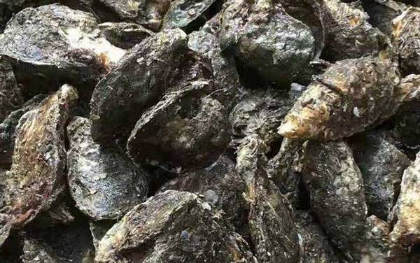 牡蛎是什么东西?