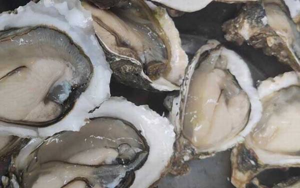 牡蛎是什么东西?