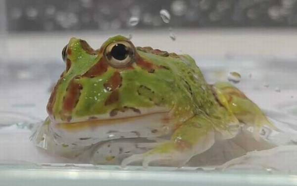 角蛙价格多少钱一只?