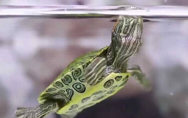 巴西龟的危害有多大?