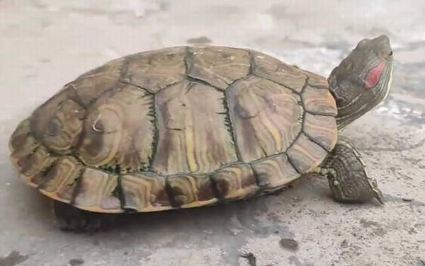 �������ܳ���