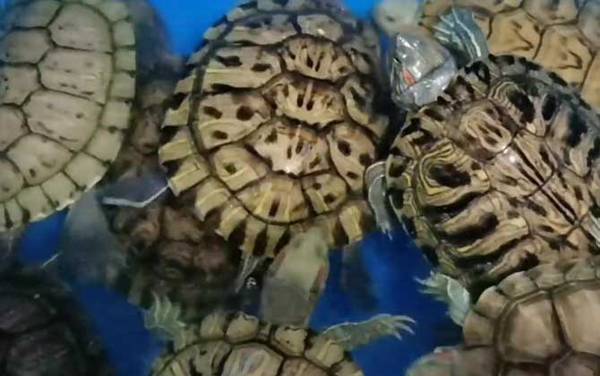 巴西龟眼睛肿了怎么办?