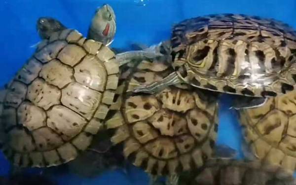 巴西龟怎么分公母?