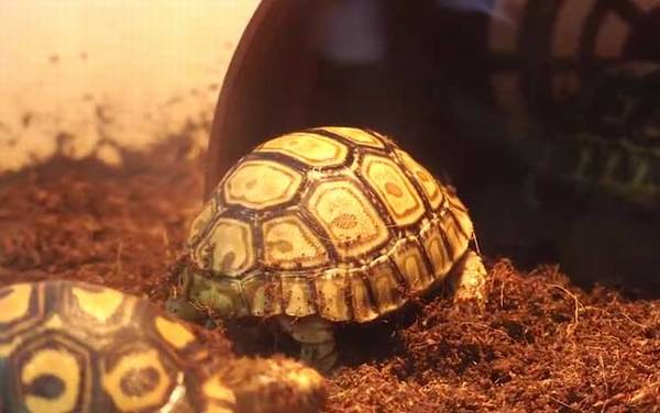 ������ʲô�ꣿ