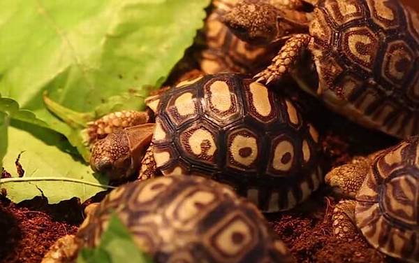 ������ʲô�ꣿ