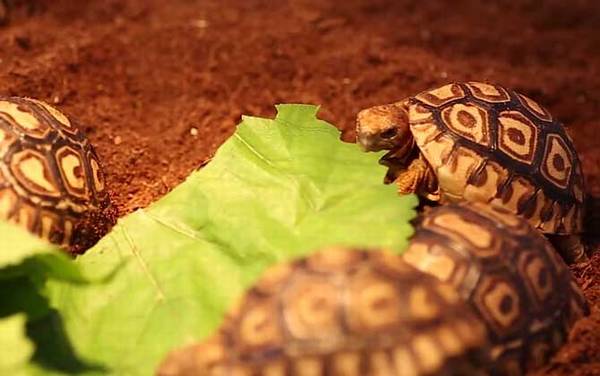 ������ʲô�ꣿ