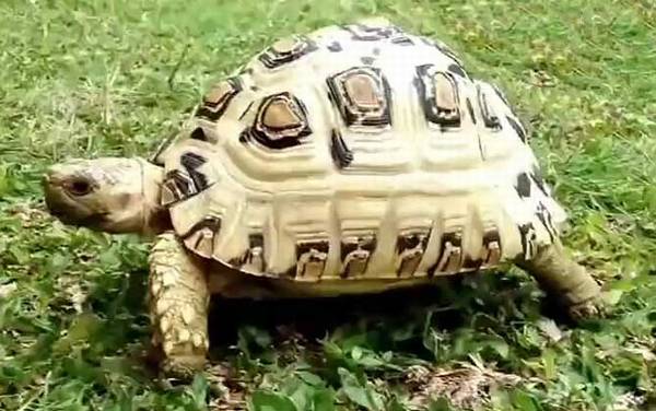白豹龟是什么龟?
