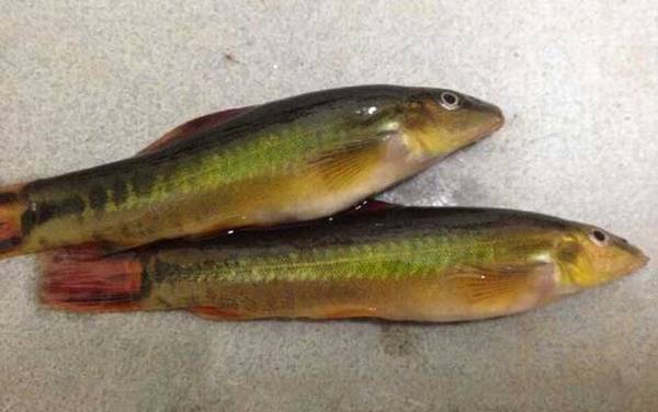 条鳅是什么鱼?