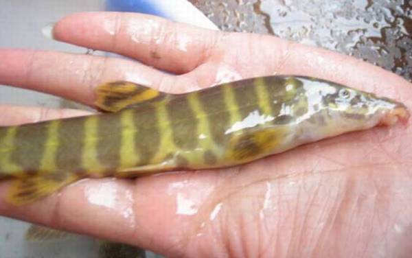 薄鳅是什么鱼?