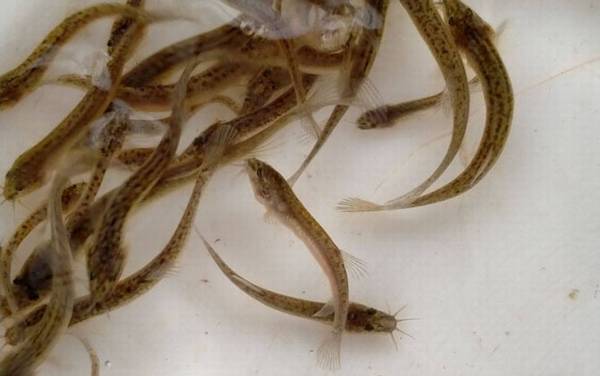 泥鳅苗价格多少钱一尾?