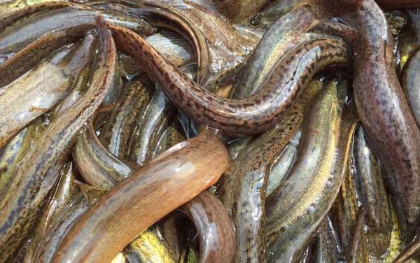 泥鳅养殖一亩要投资多少钱?