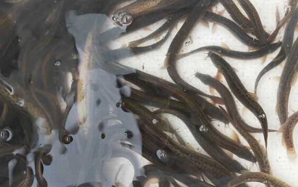 泥鳅养殖一亩要投资多少钱?