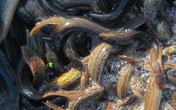 泥鳅养殖一亩要投资多少钱?