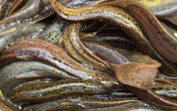 泥鳅养殖技术是骗局吗?