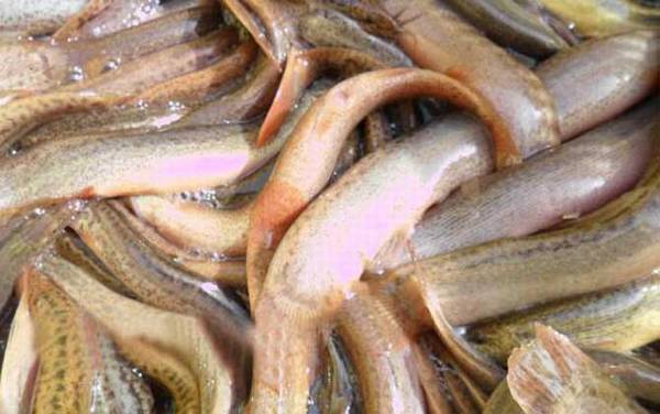 泥鳅养殖技术是骗局吗?