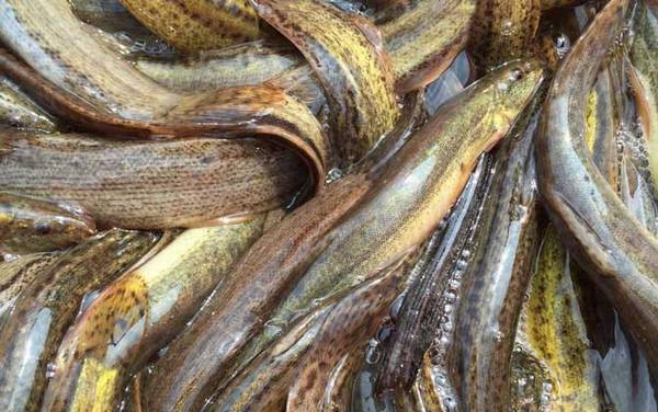 泥鳅养殖技术是骗局吗?