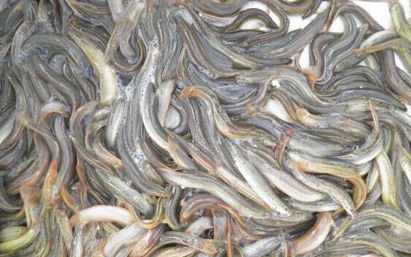 泥鳅价格多少钱一斤?