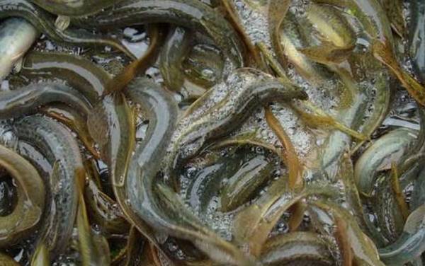 生吃泥鳅有什么危害?