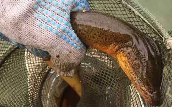 养黄鳝要投资多少钱?