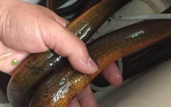 养黄鳝要投资多少钱?