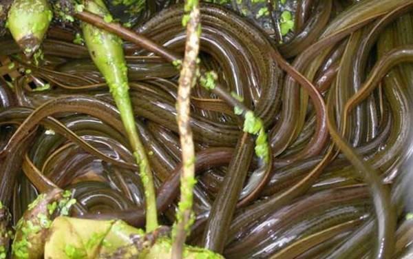 养黄鳝要投资多少钱?