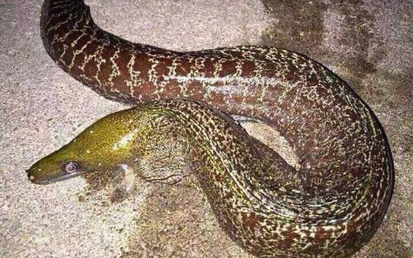 裸胸鳝是什么鱼?