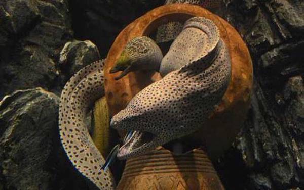 裸胸鳝是什么鱼?