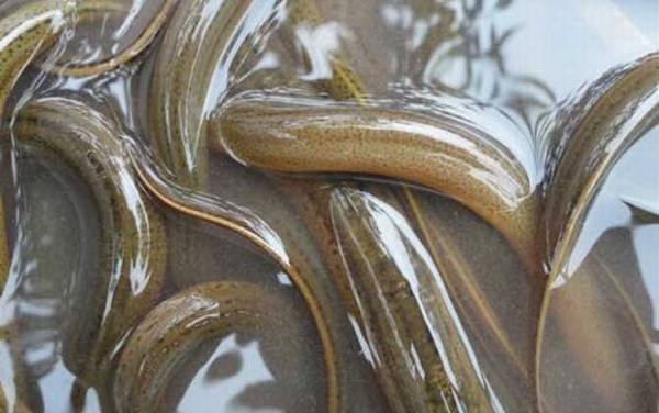 鳝鱼和鳗鱼有什么区别?