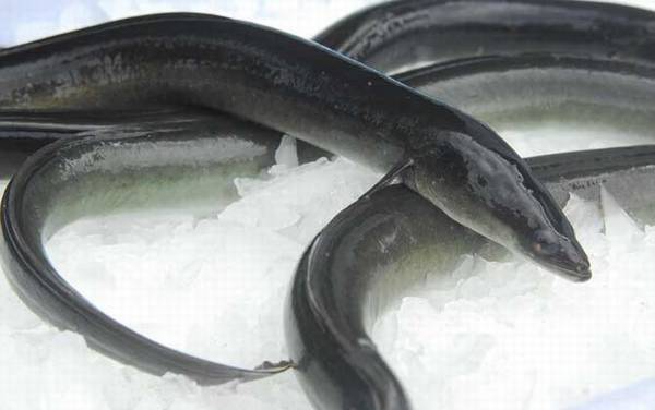 鳝鱼和鳗鱼有什么区别?