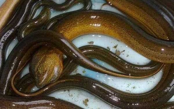 鳝鱼和鳗鱼有什么区别?