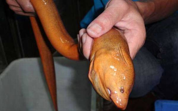 为什么粗的黄鳝不能吃?