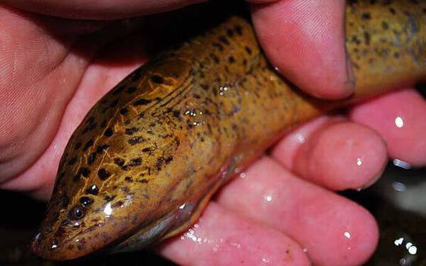 为什么粗的黄鳝不能吃?