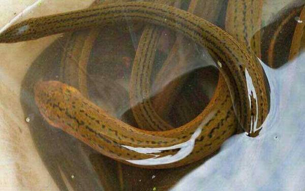 为什么粗的黄鳝不能吃?