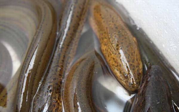 为什么粗的黄鳝不能吃?