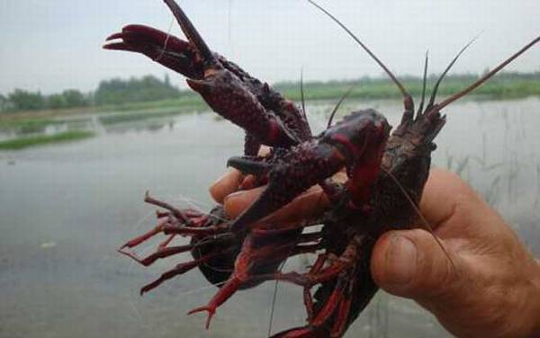 小龙虾上市季节几月到几月?
