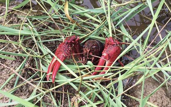 小龙虾上市季节几月到几月?