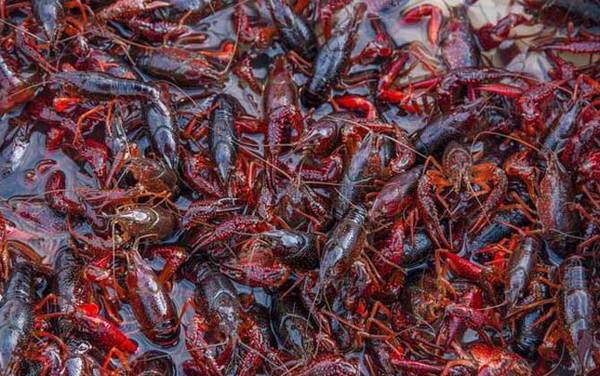 盱眙龙虾是哪里产的?