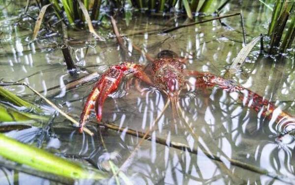 盱眙龙虾是哪里产的?