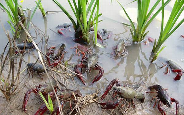 盱眙龙虾是哪里产的?