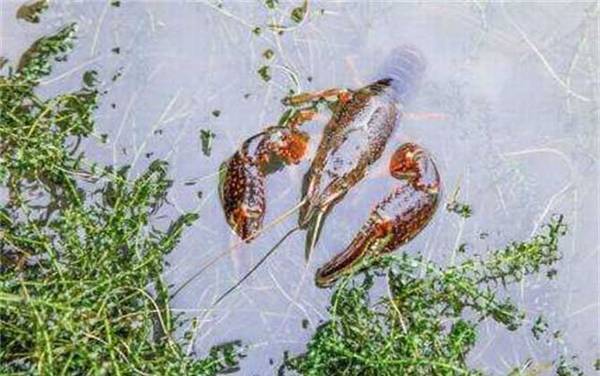 盱眙龙虾是哪里产的?