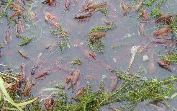 盱眙龙虾是哪里产的?